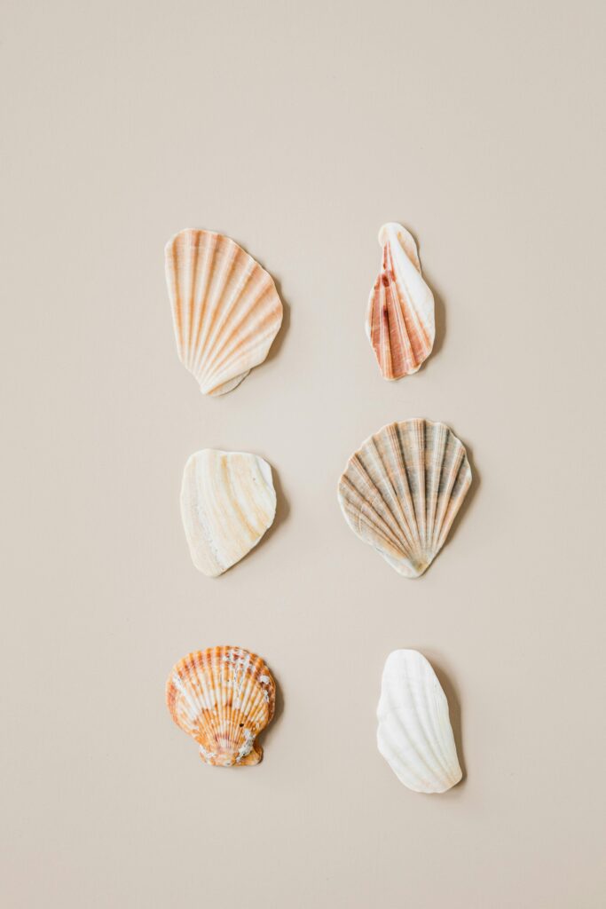 Arrangement of various seashells on a neutral background, showcasing natural textures and colors.